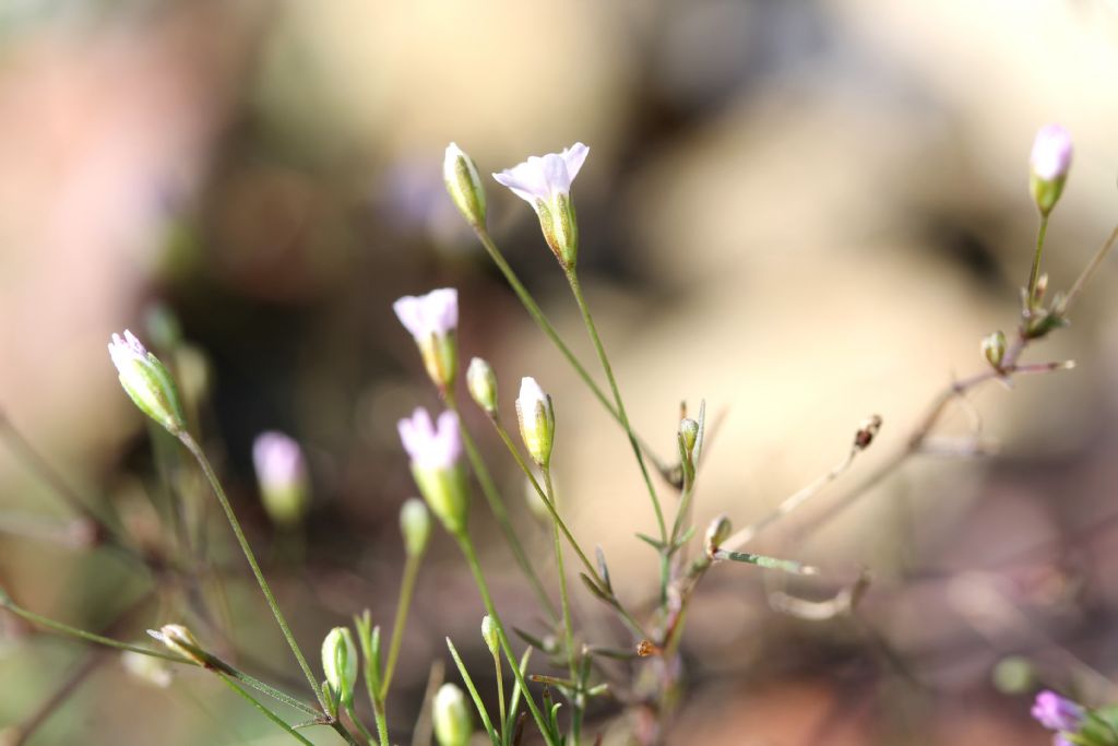 Gypsophila muralis / Gipsofila minuta